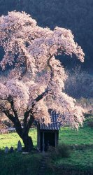 Cherry Blossoms.jpg