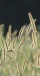 Grass Stalks.jpg