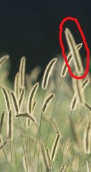 Grass Stalks cir le.jpg