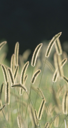 Grass Stalks.png