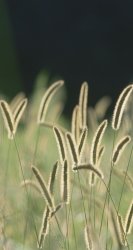 Grass Stalks 02.jpg