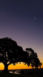 Tree Sunset 640.jpg