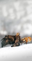 Eagle Fox.jpg