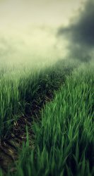 Grass 01.jpg