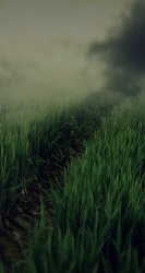 Grass 02.jpg