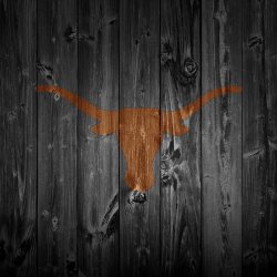 Longhorns 02.jpg