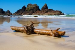 Beach Debris.jpg
