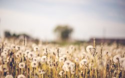 field-of-dandelions.jpg