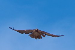 Red-tailed Hawk.jpg