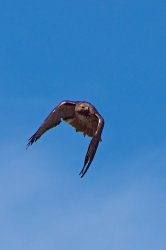 Red-tailed Hawk (1).jpg