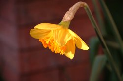 St. David's Day Bloom.JPG