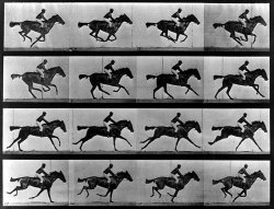 chevaux-muybridge-sos-photos-traitement-image-retouche-editing-prise-de-vue.jpg