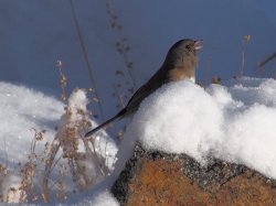 Dark-eyed Junco.jpg