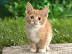 cute-cat-wallpaper-1400x1050.png