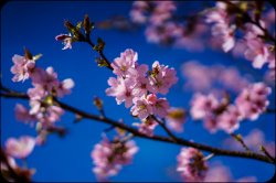 CherryBlossom-2web.jpg