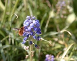 Grape Hyacinth CloseUp.jpg