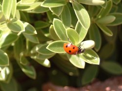 Ladybird CloseUp.jpg