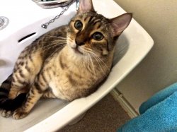 Jax In The Sink.jpg