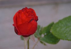 First Rose.JPG