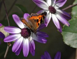 Tortoiseshell Butterfly.jpg