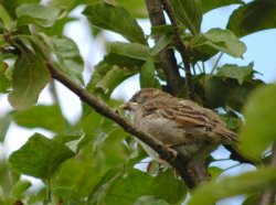 Sparrow Fledgling.JPG