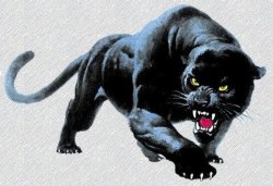 panther.jpg