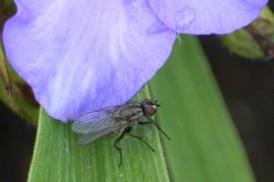 Macro Fly.jpg