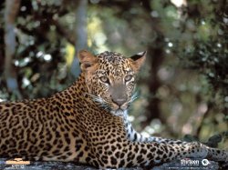 leopards_large.jpg