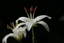 lily_MG_7513.jpg