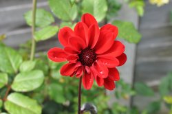 Red Dahlia.jpg