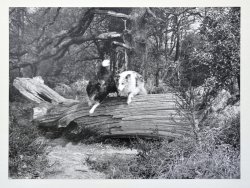 Untitled (Sparky and Flit jumping over log) early 1970s.JPG