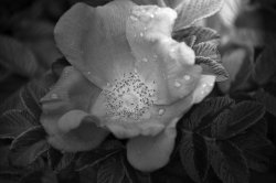 Wild Rose B&W.jpg