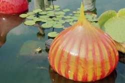 Frank Admiring the Chihuly.jpg