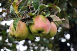 Apple Harvest.jpg