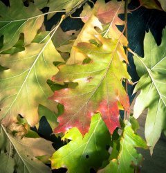 leaves-1.jpg