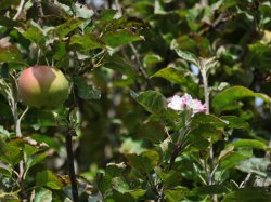 Apple + Blossom.jpg