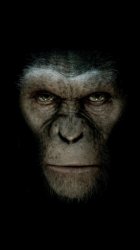 Ape.jpg