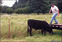 b1kzMDSDSUuHKbce5VGg_Cow Ride Toss.gif