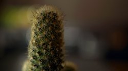 cactus_a01.JPG