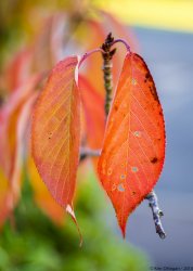 leaves-3.jpg