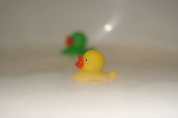 yellow duck.jpg