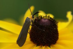 yellow-bug.jpg