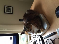 cat.jpeg