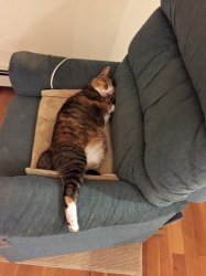 cat5.jpg