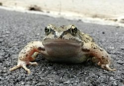 Toad.jpg