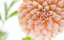 Dahlia_flower_photo_3720974886_b2890358b5_o.jpg