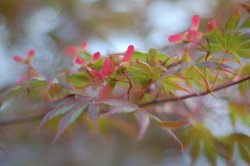 japanesemaple.JPG