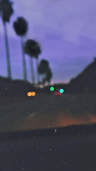 Street Palms.png