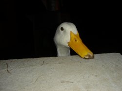 duck.jpg