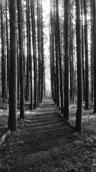 Forest Path 1080.png